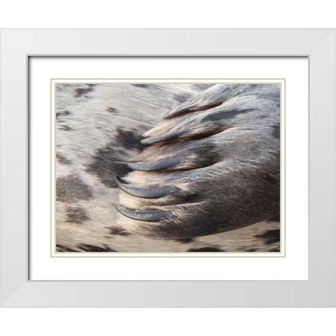 Washington, Seabeck Harbor seal flipper White Modern Wood Framed Art Print with Double Matting by Paulson, Don