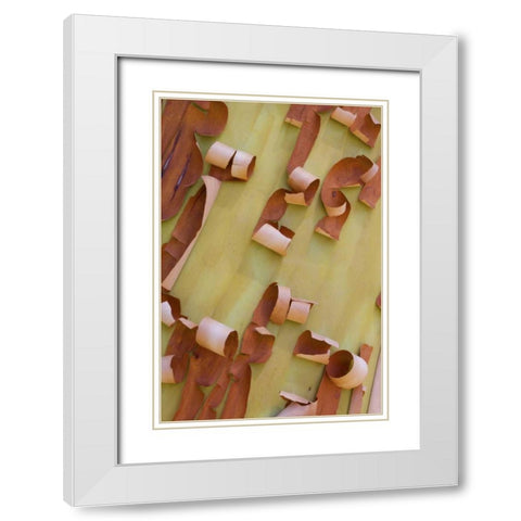 WA, Port Townsend Pacific madrone bark detail White Modern Wood Framed Art Print with Double Matting by Delisle, Gilles