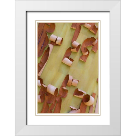 WA, Port Townsend Pacific madrone bark detail White Modern Wood Framed Art Print with Double Matting by Delisle, Gilles