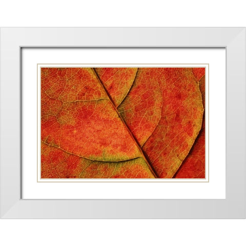WA, Bellingham Dogwood leaf with veins in fall White Modern Wood Framed Art Print with Double Matting by Satushek, Steve