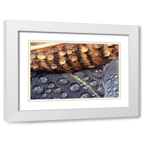 WA, Bellingham Close up of feather with dew White Modern Wood Framed Art Print with Double Matting by Satushek, Steve