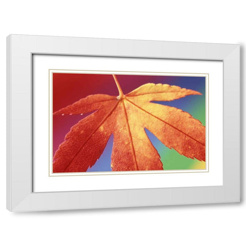 USA, Washington, Bellingham White Modern Wood Framed Art Print with Double Matting by Satushek, Steve