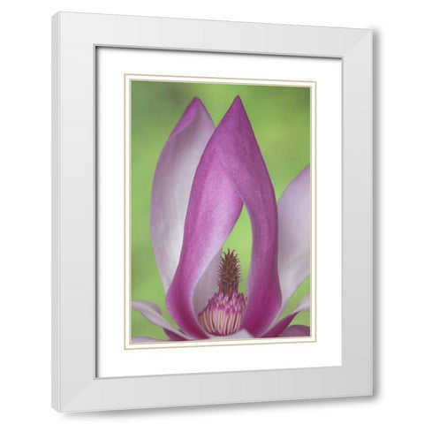USA, Washington Close-up of magnolia blossom White Modern Wood Framed Art Print with Double Matting by Paulson, Don