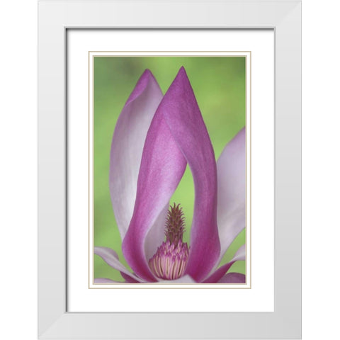 USA, Washington Close-up of magnolia blossom White Modern Wood Framed Art Print with Double Matting by Paulson, Don