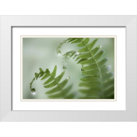 Washington, Seabeck Close-up of dewy deer ferns White Modern Wood Framed Art Print with Double Matting by Paulson, Don