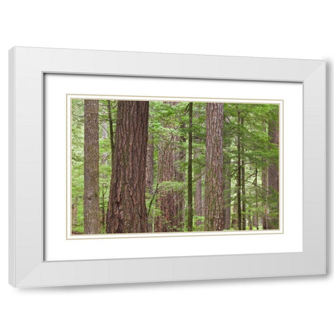 WA, Olympic NF Old growth Douglas fir trees White Modern Wood Framed Art Print with Double Matting by Paulson, Don