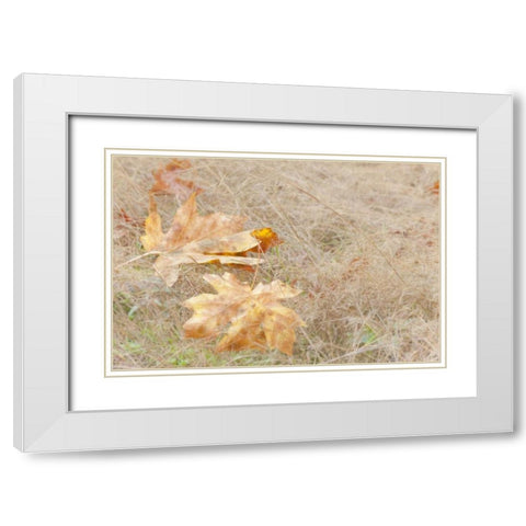 USA, Washington, Quinault Maple leaves in grass White Modern Wood Framed Art Print with Double Matting by Paulson, Don
