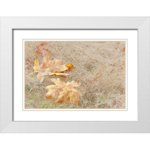 USA, Washington, Quinault Maple leaves in grass White Modern Wood Framed Art Print with Double Matting by Paulson, Don