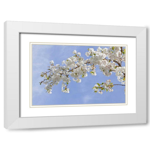 Washington, Seabeck Cherry blossoms White Modern Wood Framed Art Print with Double Matting by Paulson, Don