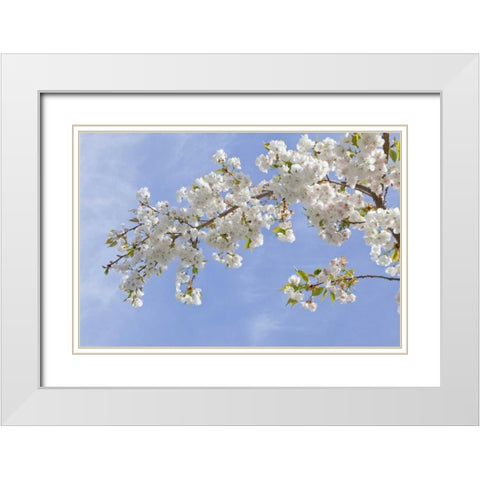 Washington, Seabeck Cherry blossoms White Modern Wood Framed Art Print with Double Matting by Paulson, Don