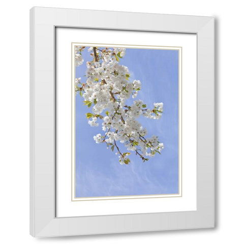 Washington, Seabeck Cherry blossoms White Modern Wood Framed Art Print with Double Matting by Paulson, Don