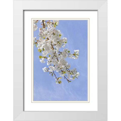 Washington, Seabeck Cherry blossoms White Modern Wood Framed Art Print with Double Matting by Paulson, Don