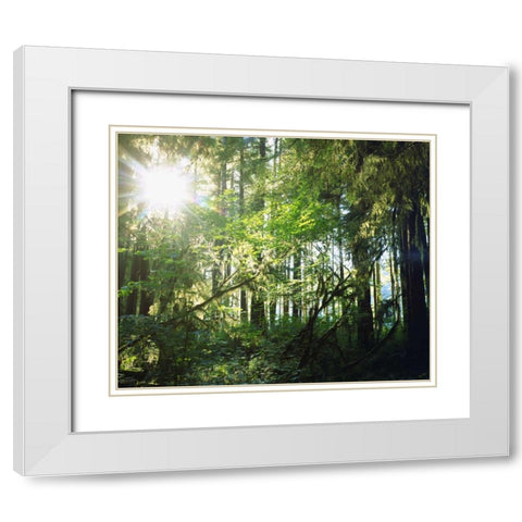 WA, Olympic NP Moss growing from trees White Modern Wood Framed Art Print with Double Matting by Talbot Frank, Christopher