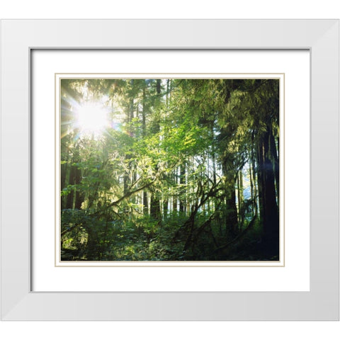 WA, Olympic NP Moss growing from trees White Modern Wood Framed Art Print with Double Matting by Talbot Frank, Christopher