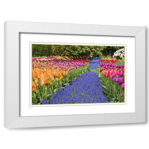 WA, Garden with tulips and blue grape hyacinth White Modern Wood Framed Art Print with Double Matting by Shimlock, Jones