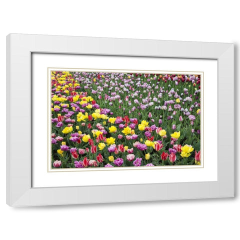 USA, Washington Field of blooming tulips White Modern Wood Framed Art Print with Double Matting by Shimlock, Jones
