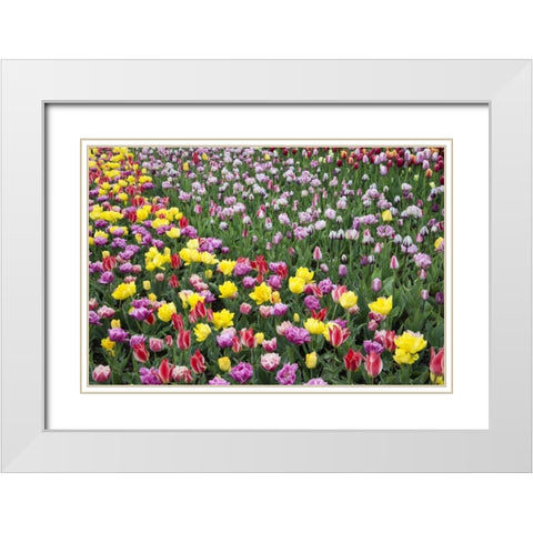 USA, Washington Field of blooming tulips White Modern Wood Framed Art Print with Double Matting by Shimlock, Jones