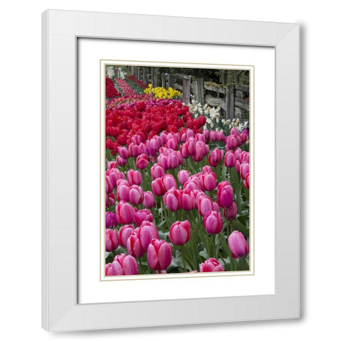 Washington Blooming tulips next to wooden fence White Modern Wood Framed Art Print with Double Matting by Shimlock, Jones