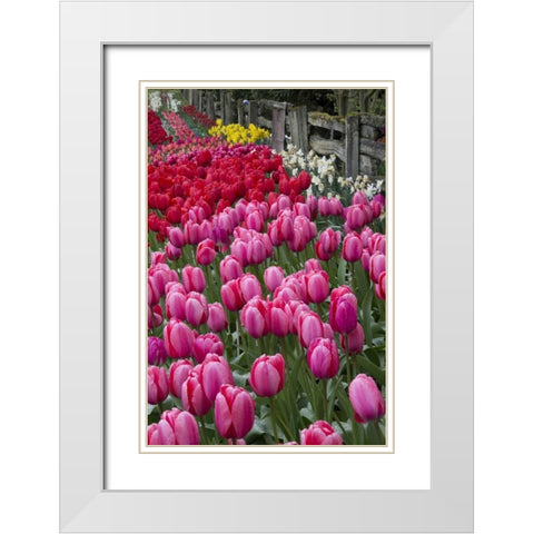 Washington Blooming tulips next to wooden fence White Modern Wood Framed Art Print with Double Matting by Shimlock, Jones