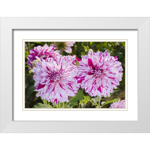 USA, Washington Dahlia flowers in garden White Modern Wood Framed Art Print with Double Matting by Shimlock, Jones