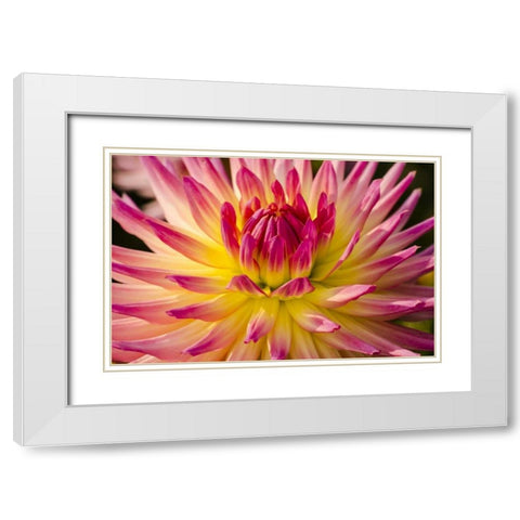 USA, Washington Detail of dahlia flower White Modern Wood Framed Art Print with Double Matting by Shimlock, Jones