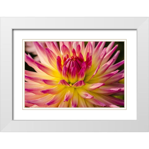 USA, Washington Detail of dahlia flower White Modern Wood Framed Art Print with Double Matting by Shimlock, Jones
