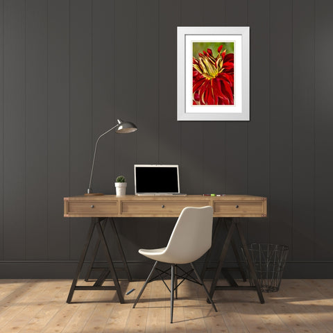 USA, Washington Detail of dahlia flower White Modern Wood Framed Art Print with Double Matting by Shimlock, Jones