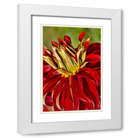 USA, Washington Detail of dahlia flower White Modern Wood Framed Art Print with Double Matting by Shimlock, Jones