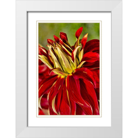 USA, Washington Detail of dahlia flower White Modern Wood Framed Art Print with Double Matting by Shimlock, Jones