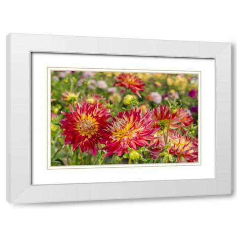 USA, Washington Dahlia flowers in garden White Modern Wood Framed Art Print with Double Matting by Shimlock, Jones