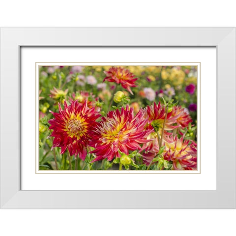 USA, Washington Dahlia flowers in garden White Modern Wood Framed Art Print with Double Matting by Shimlock, Jones
