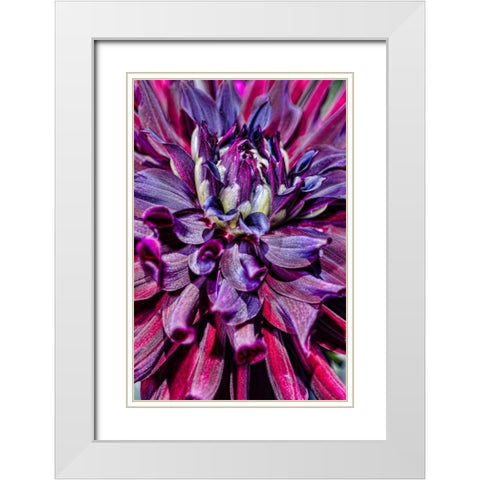USA, Washington Detail of dahlia flower White Modern Wood Framed Art Print with Double Matting by Shimlock, Jones