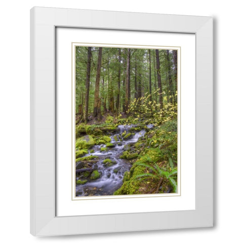 USA, Washington Cascading stream in Olympia NP White Modern Wood Framed Art Print with Double Matting by Shimlock, Jones