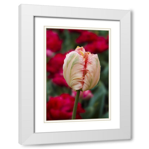 USA, Washington Tulip bud begins to open White Modern Wood Framed Art Print with Double Matting by Shimlock, Jones