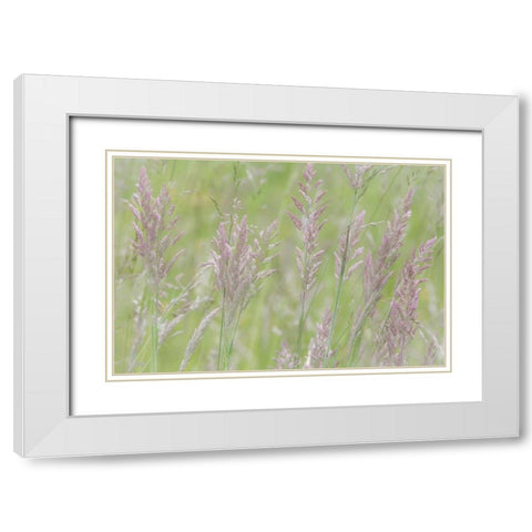 USA, Washington, Seabeck Grasses in motion White Modern Wood Framed Art Print with Double Matting by Paulson, Don