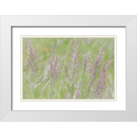 USA, Washington, Seabeck Grasses in motion White Modern Wood Framed Art Print with Double Matting by Paulson, Don