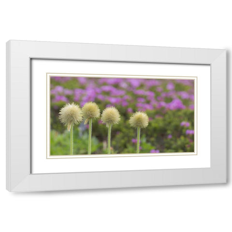WA, Mt Rainier NP Western pasque flower seed White Modern Wood Framed Art Print with Double Matting by Paulson, Don