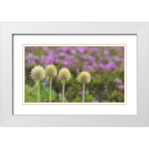 WA, Mt Rainier NP Western pasque flower seed White Modern Wood Framed Art Print with Double Matting by Paulson, Don
