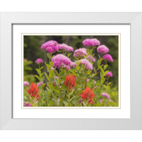 Washington, Mount Rainier NP Wildflowers White Modern Wood Framed Art Print with Double Matting by Paulson, Don