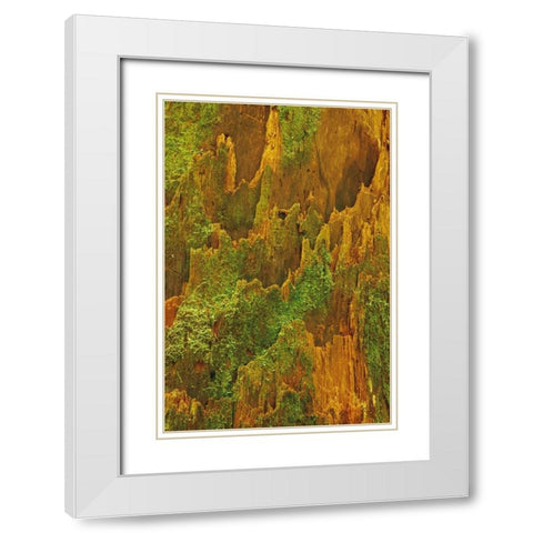 Washington, Olympic NP Hemlock bark with moss White Modern Wood Framed Art Print with Double Matting by Bush, Marie