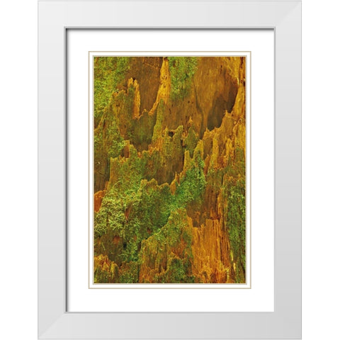 Washington, Olympic NP Hemlock bark with moss White Modern Wood Framed Art Print with Double Matting by Bush, Marie