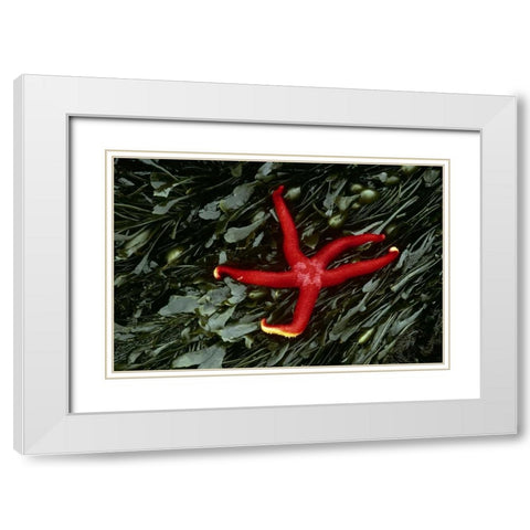 WA, Tongue Point Sea star and kelp in tide pool White Modern Wood Framed Art Print with Double Matting by Bush, Marie