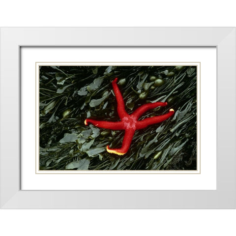 WA, Tongue Point Sea star and kelp in tide pool White Modern Wood Framed Art Print with Double Matting by Bush, Marie