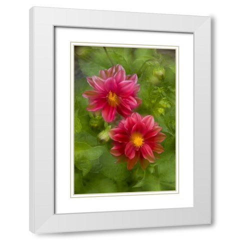 USA, Washington, Whidbey Island Dahlia montage White Modern Wood Framed Art Print with Double Matting by Bush, Marie