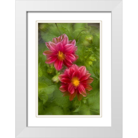 USA, Washington, Whidbey Island Dahlia montage White Modern Wood Framed Art Print with Double Matting by Bush, Marie