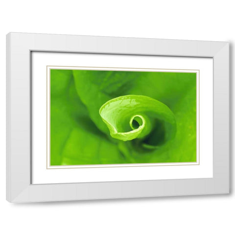 WA, Olympic NP Unfurling skunk cabbage leaf White Modern Wood Framed Art Print with Double Matting by Bush, Marie
