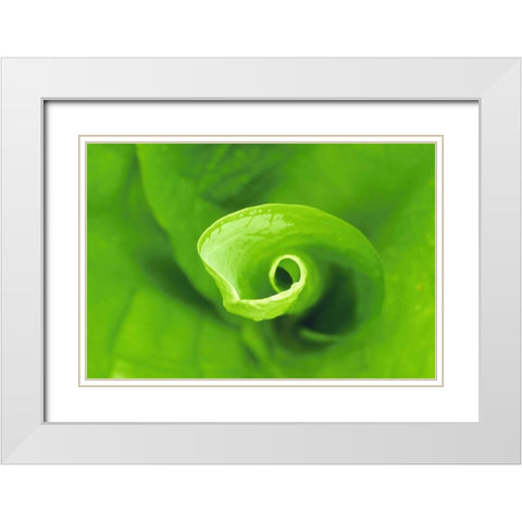 WA, Olympic NP Unfurling skunk cabbage leaf White Modern Wood Framed Art Print with Double Matting by Bush, Marie