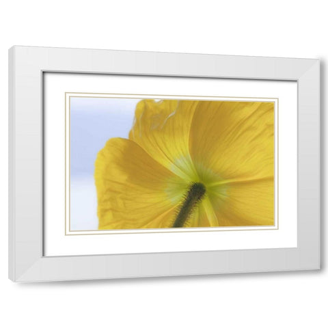 Washington, Seabeck Underside of poppy flower White Modern Wood Framed Art Print with Double Matting by Paulson, Don