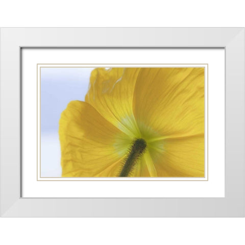 Washington, Seabeck Underside of poppy flower White Modern Wood Framed Art Print with Double Matting by Paulson, Don
