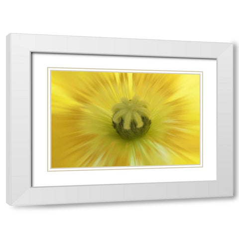 Washington, Seabeck Abstract inside poppy flower White Modern Wood Framed Art Print with Double Matting by Paulson, Don